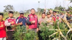 Satresnarkoba Polres Lampung Barat Temukan Diduga Tanaman Ganja di Lahan Belukar Pekon Teba Pring Jaya