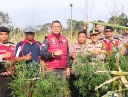 Satresnarkoba Polres Lampung Barat Temukan Diduga Tanaman Ganja di Lahan Belukar Pekon Teba Pring Jaya